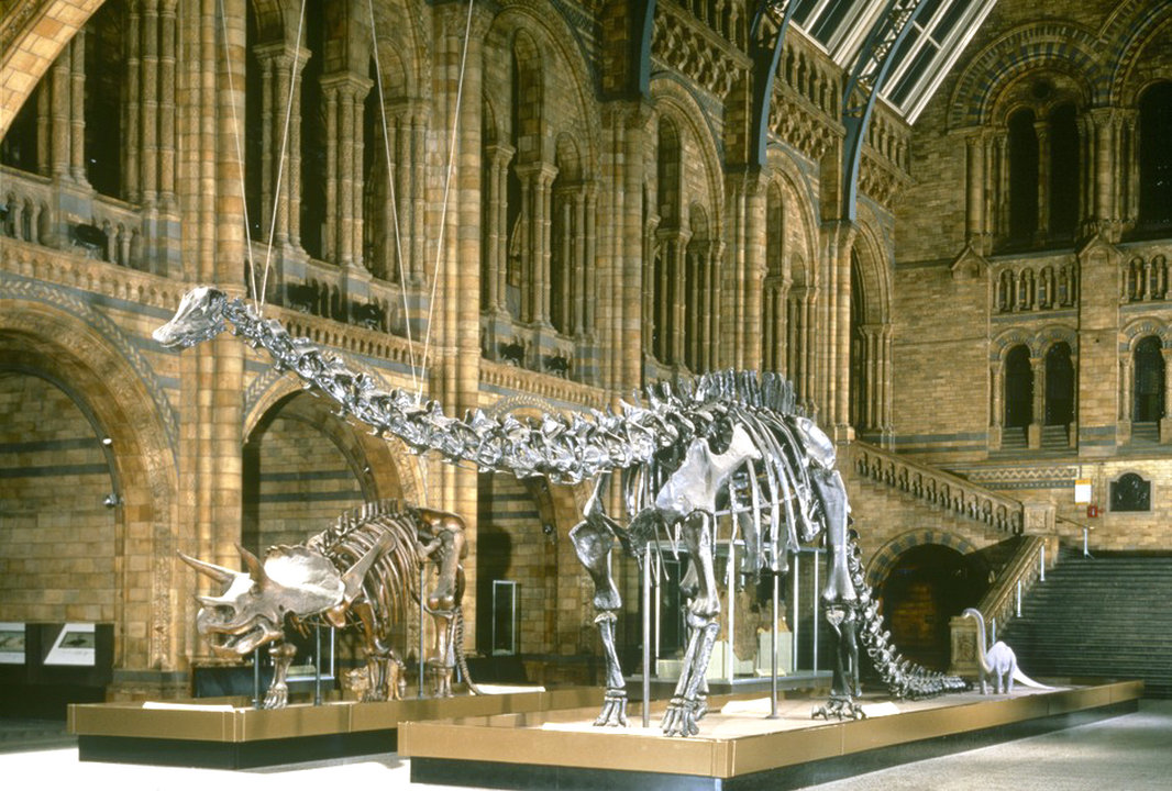 متحف التاريخ الطبيعي، لندن، المملكة المتحدة