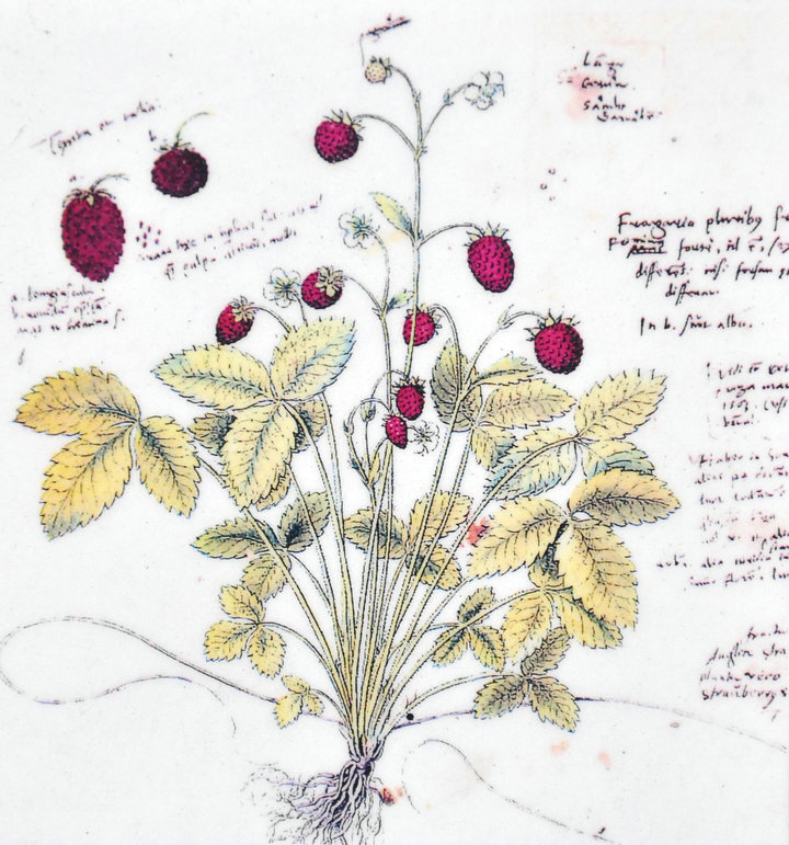 Ilustração botânica