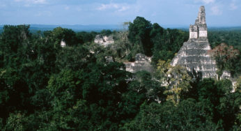 Jungle tourism
