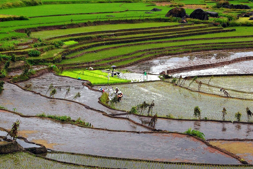 Produzione di riso nelle Filippine