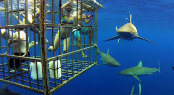 Shark tourism
