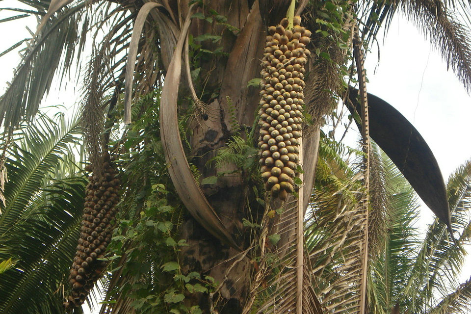 Babassu palm