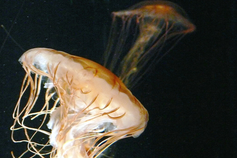 Jellyfish in travel