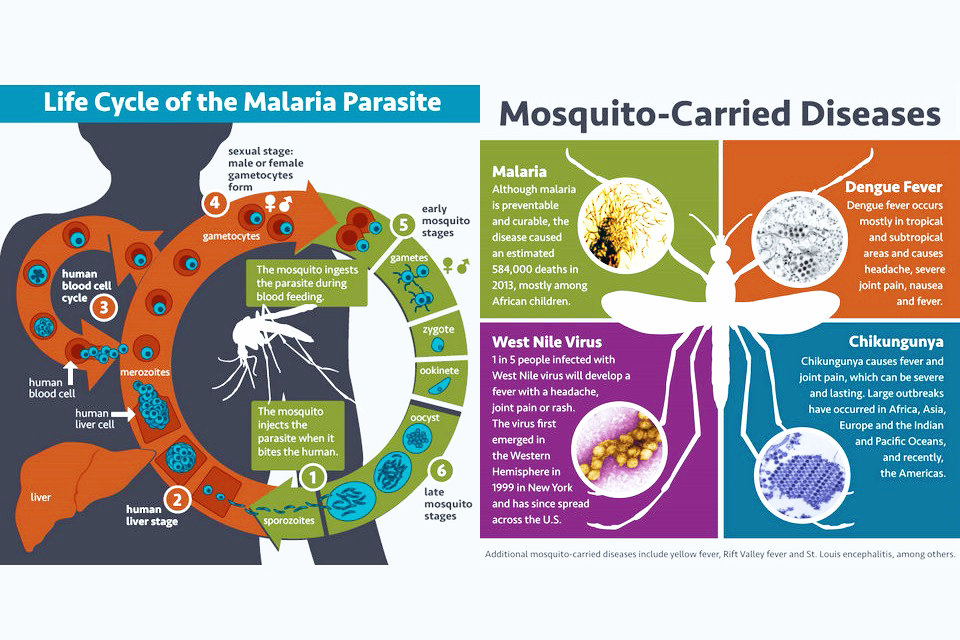 Malaria in travel