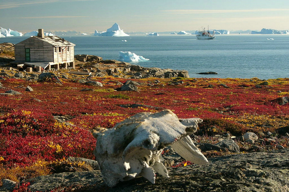 Tundra in ökologischer Reise