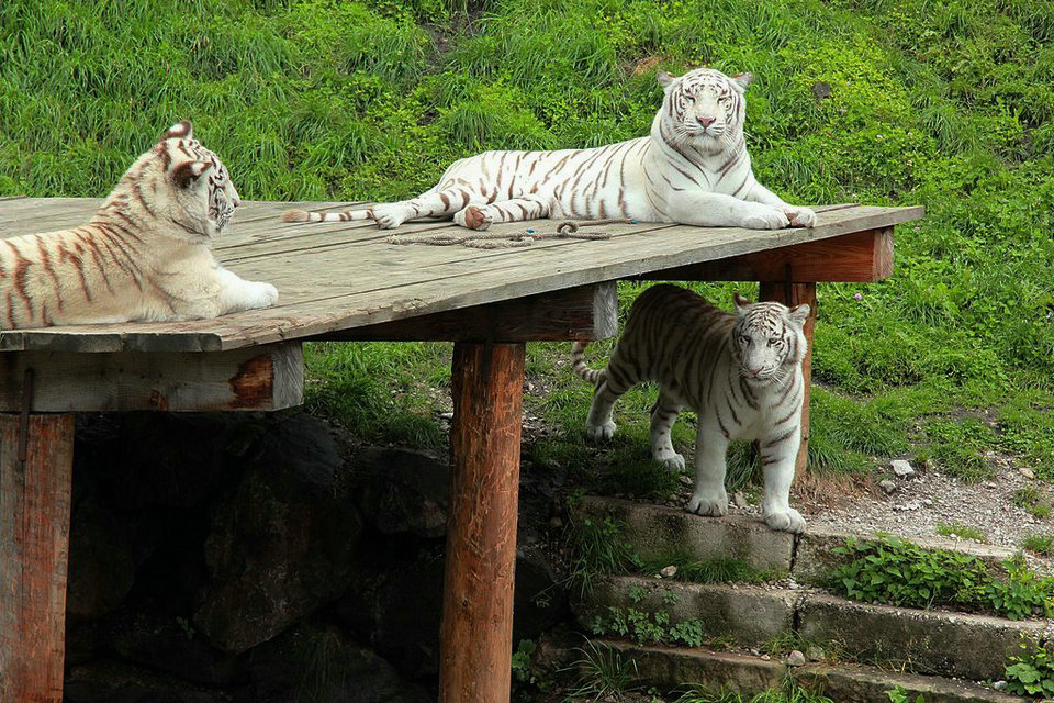 Guía de turismo de zoológicos.