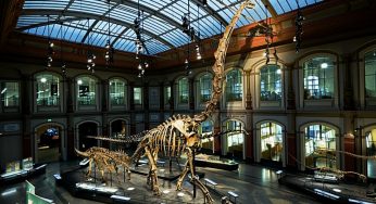 جيرافاتيتان: العودة إلى الحياة في الواقع الافتراضي ، 360 درجة فيديو ، متحف التاريخ الطبيعي برلين