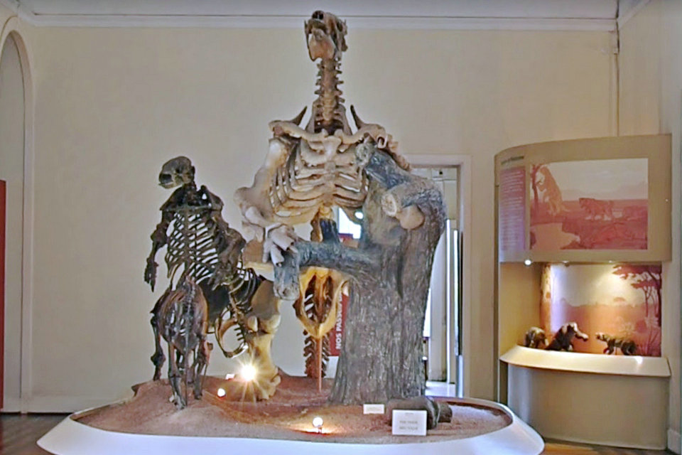 Paleontología, Museo Nacional de Brasil (Restauración digital)