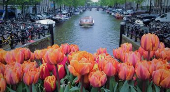 암스테르담의 꽃 관광, 꽃 시장 가이드 투어, 튤립 농장 및 튤립 문화