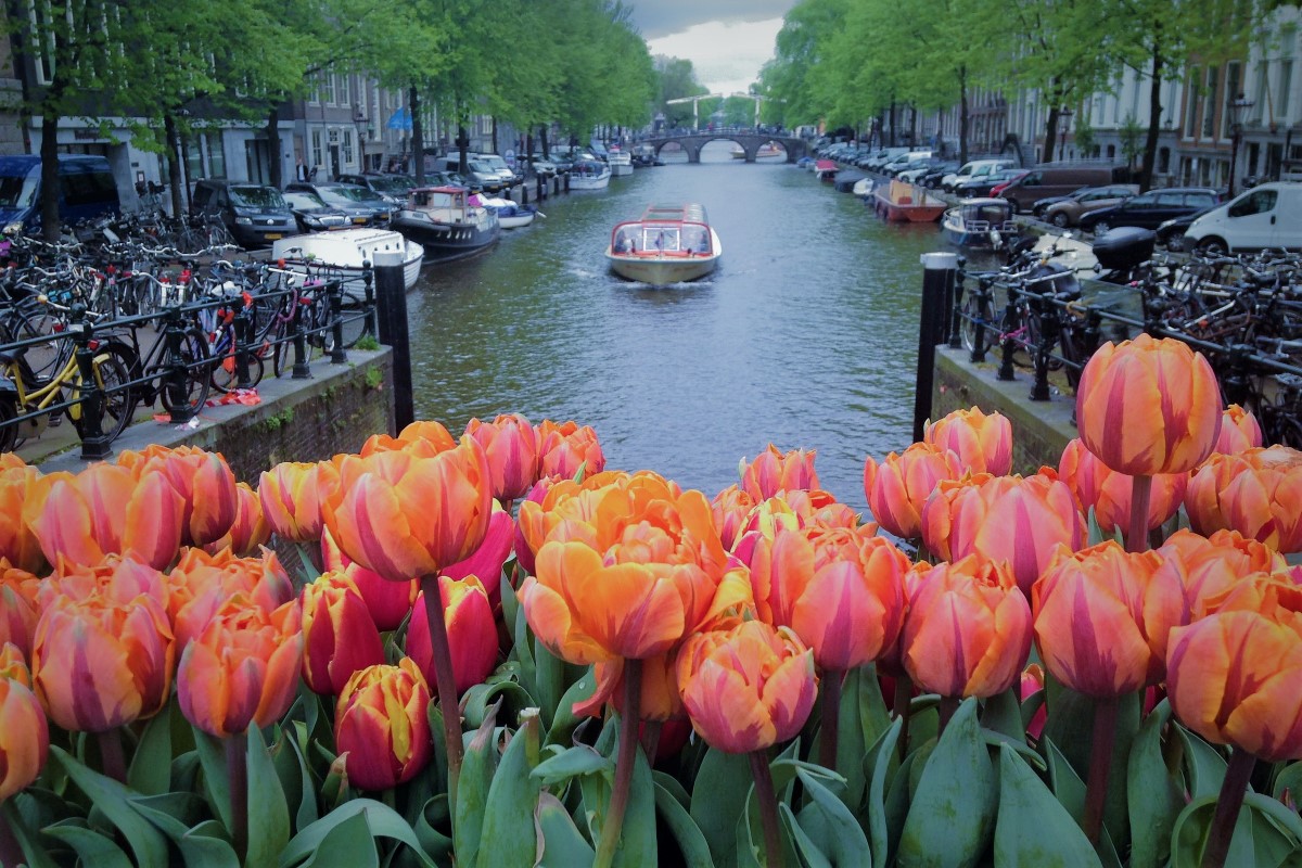 アムステルダムの花観光、花市場、チューリップ農園、チューリップ文化のガイドツアー