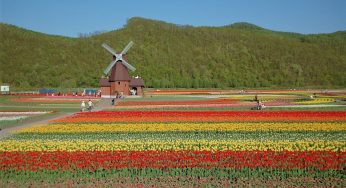 Festival Tulp y desfile de flores en los Países Bajos