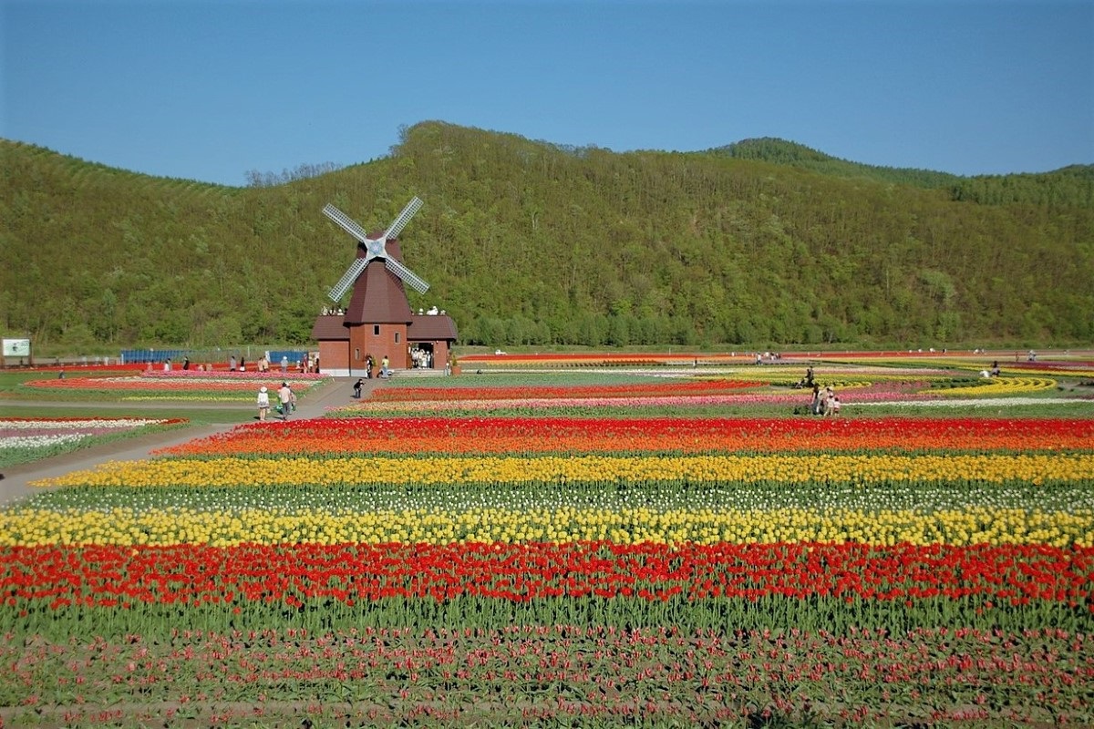 네덜란드의 튤립 축제와 꽃 퍼레이드